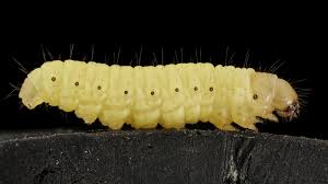 Image result for waxworms